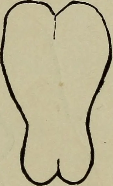 An illustration from Beauty of form and grace of vesture, 1892, leaf 74