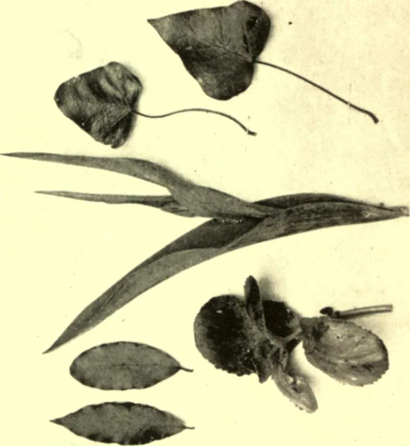 An illustration from Beauty & ugliness : and other studies in psychological aesthetics, 1912, leaf 395