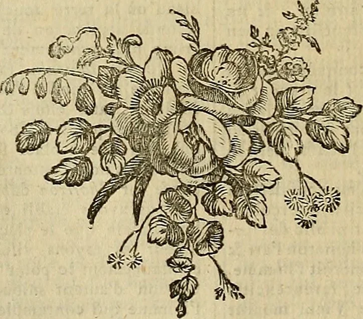 An illustration from Beaux-arts, 1788, leaf 559