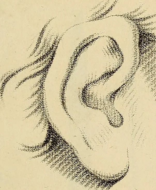 An illustration from Beaux-arts, 1788, leaf 132