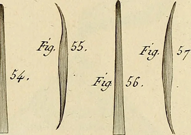 An illustration from Beaux-arts, 1788, leaf 212