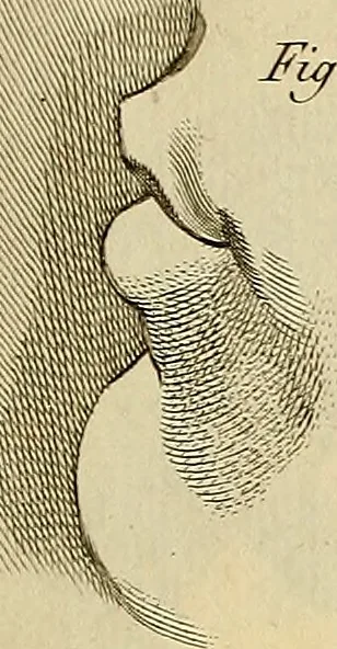 An illustration from Beaux-arts, 1788, leaf 40
