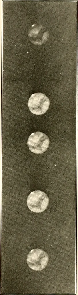 An illustration from A beginner's star-book; an easy guide to the stars and to the astronomical uses of the opera-glass, the field-glass and the telescope, 1912, leaf 96