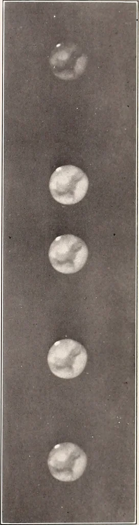 An illustration from A beginner's star-book; an easy guide to the stars and to the astronomical uses of the opera-glass, the field-glass and the telescope, 1912, leaf 96