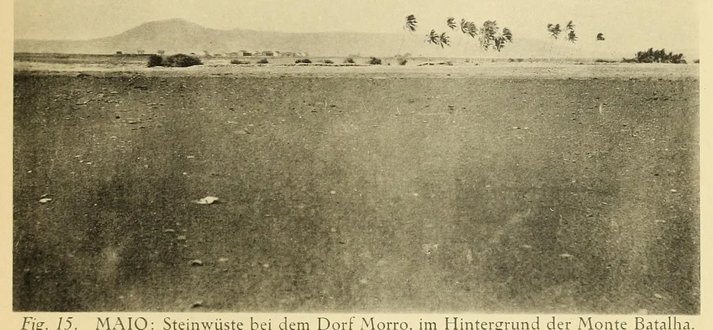 An illustration from Beiträge zur kenntnis der Kapverdischen inseln, die ergebnisse einer studienreise im sommer 1912, 1913, leaf 143