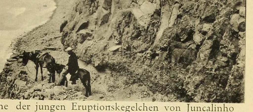 An illustration from Beiträge zur kenntnis der Kapverdischen inseln, die ergebnisse einer studienreise im sommer 1912, 1913, leaf 157