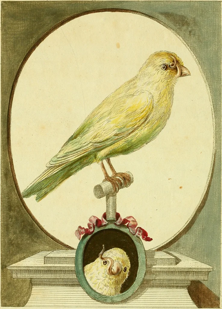An illustration from Bemerkungen über einen monstreusen Canarien-Vogel : aus dessen Unterkiefer ein lang gewundenes Horn gewachsen ; an den Herrn Grafen von Büffon ... mit einer ausgemahlten Kupfertafel, 1780, leaf 5
