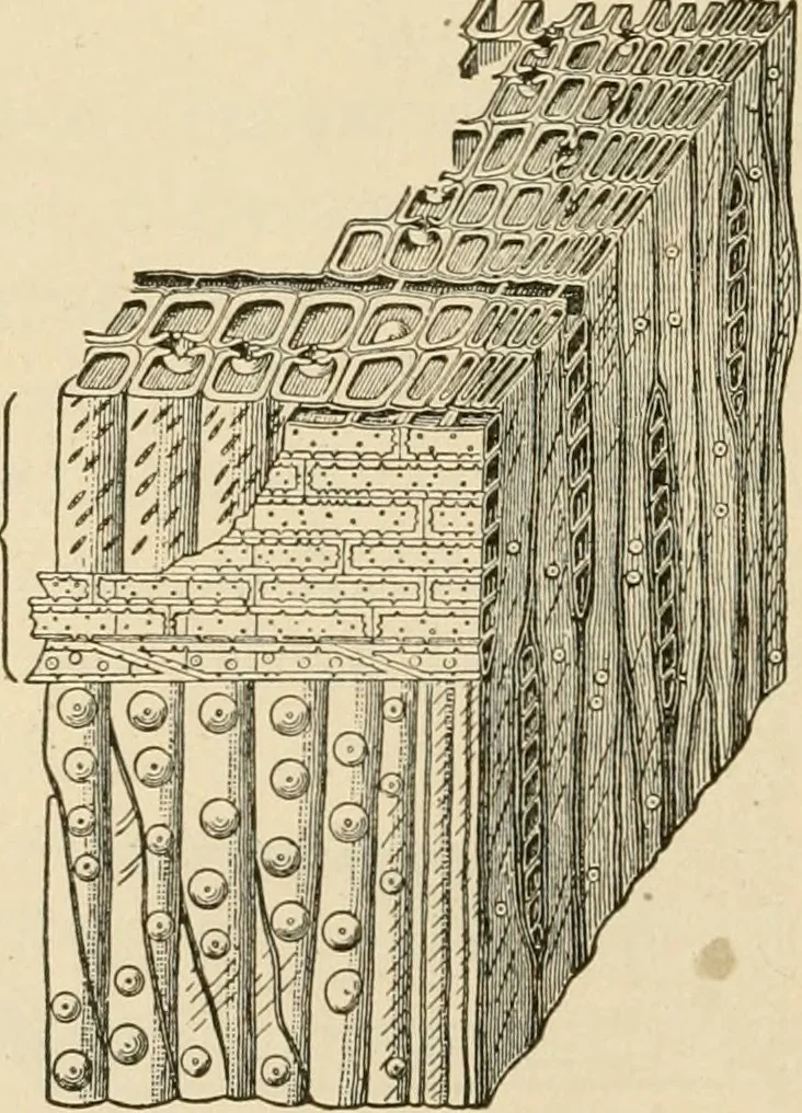 An illustration from Bench work in wood; a course of study and practice designed for the use of schools and colleges, 1905, leaf 179