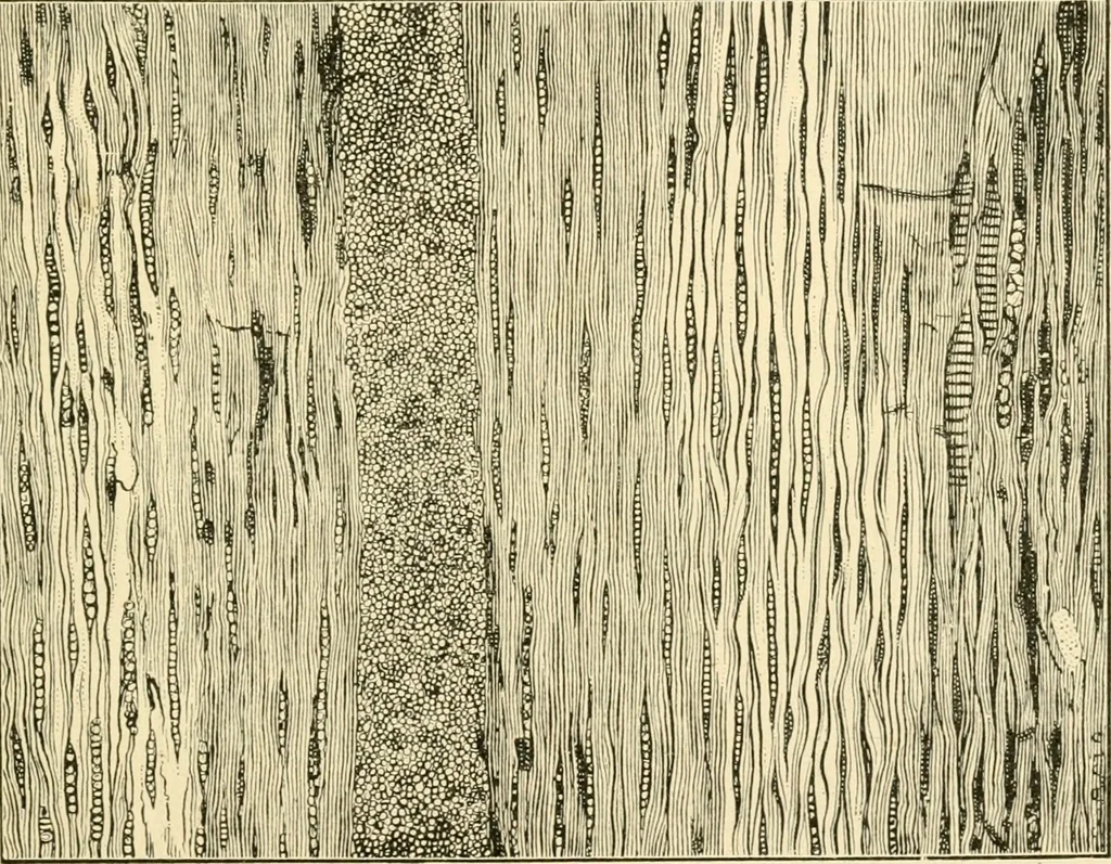 An illustration from Bench work in wood; a course of study and practice designed for the use of schools and colleges, 1905, leaf 180