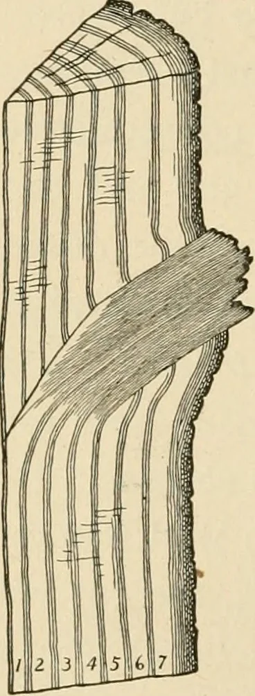 An illustration from Bench work in wood; a course of study and practice designed for the use of schools and colleges, 1905, leaf 183