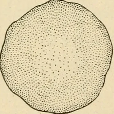 An illustration from Bench work in wood; a course of study and practice designed for the use of schools and colleges, 1905, leaf 185