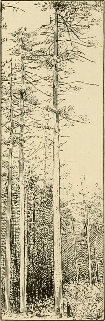 An illustration from Bench work in wood; a course of study and practice designed for the use of schools and colleges, 1905, leaf 187
