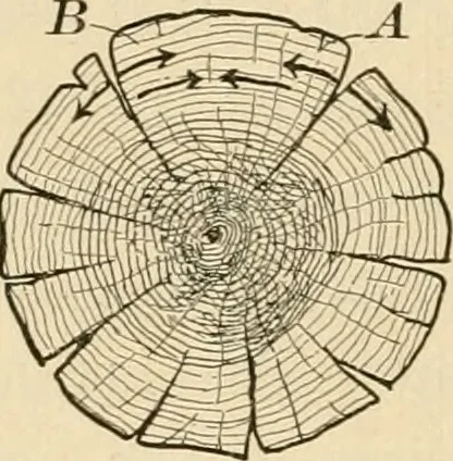 An illustration from Bench work in wood; a course of study and practice designed for the use of schools and colleges, 1905, leaf 213