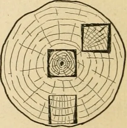 An illustration from Bench work in wood; a course of study and practice designed for the use of schools and colleges, 1905, leaf 213