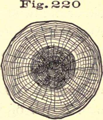 An illustration from Bench work in wood; a course of study and practice designed for the use of schools and colleges, 1888, leaf 138