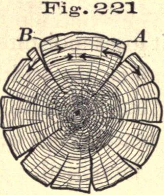 An illustration from Bench work in wood; a course of study and practice designed for the use of schools and colleges, 1888, leaf 141
