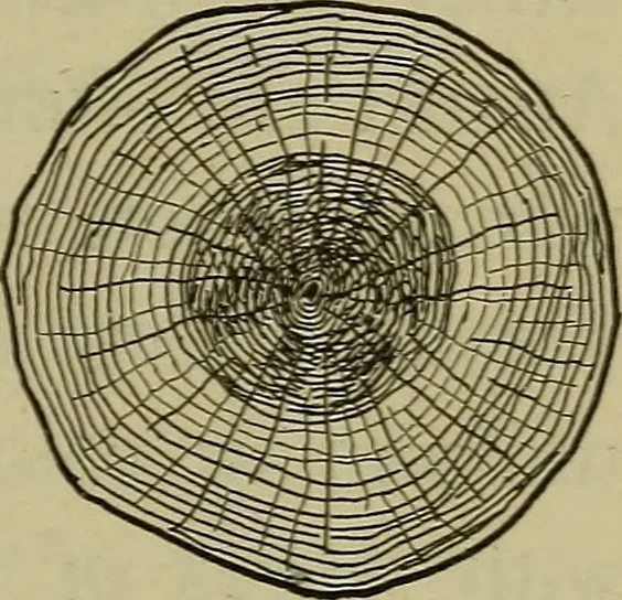 An illustration from Bench work in wood: a course of study and practice designed for the use of schools and colleges, 1902, leaf 140