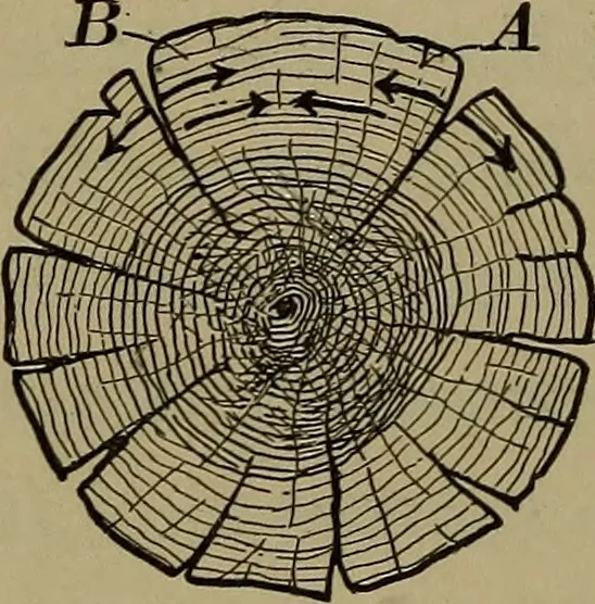 An illustration from Bench work in wood: a course of study and practice designed for the use of schools and colleges, 1902, leaf 143