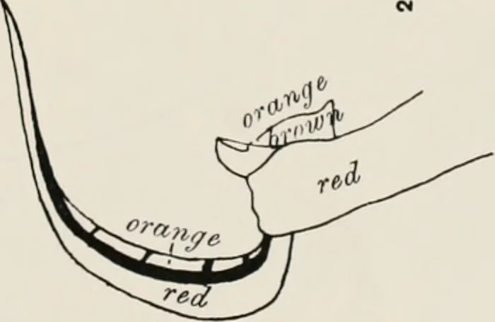 An illustration from Beni Hasan, 1893, leaf 70