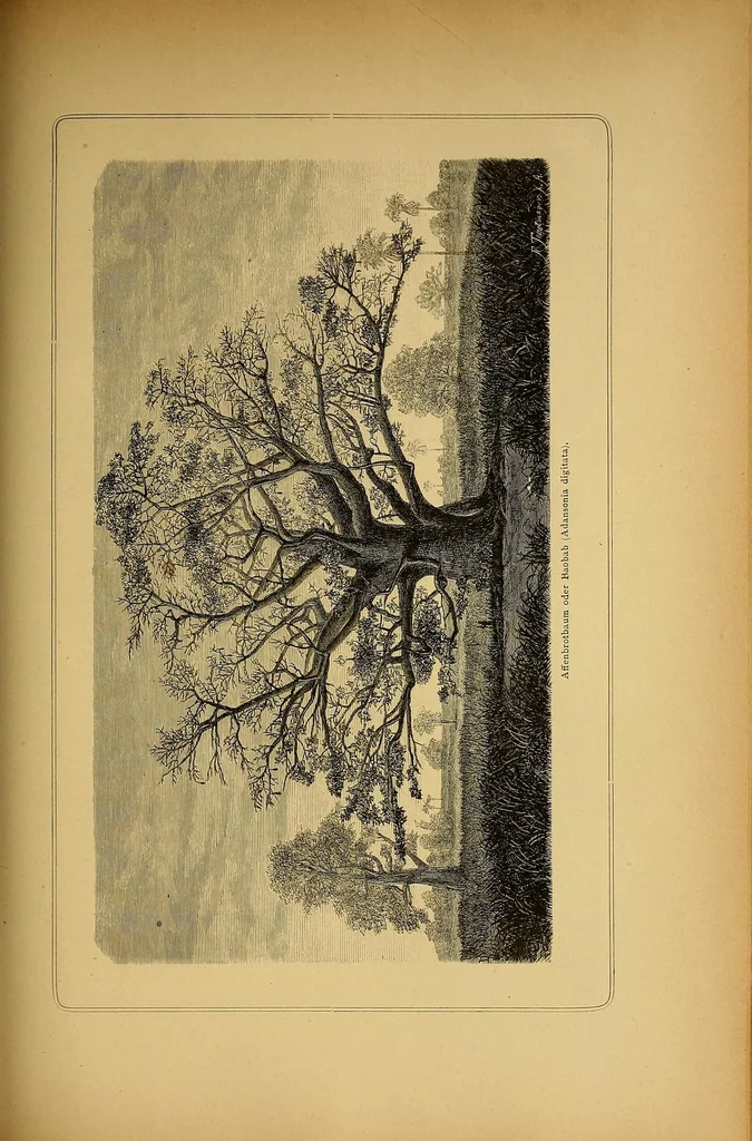 An illustration from Über die Capverden nach dem Rio Grande und Futah-Djallon. Reiseskizzen aus Nord-West Afrika, 1884, leaf 185