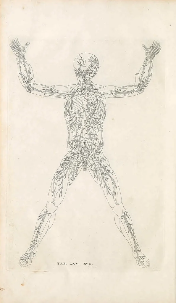 An illustration from Bernardi Siegfried Albini ... Explicatio tabularum anatomicarum Bartholomaei Eustachii ... Accedit tabularum editio nova, 1744, leaf 232