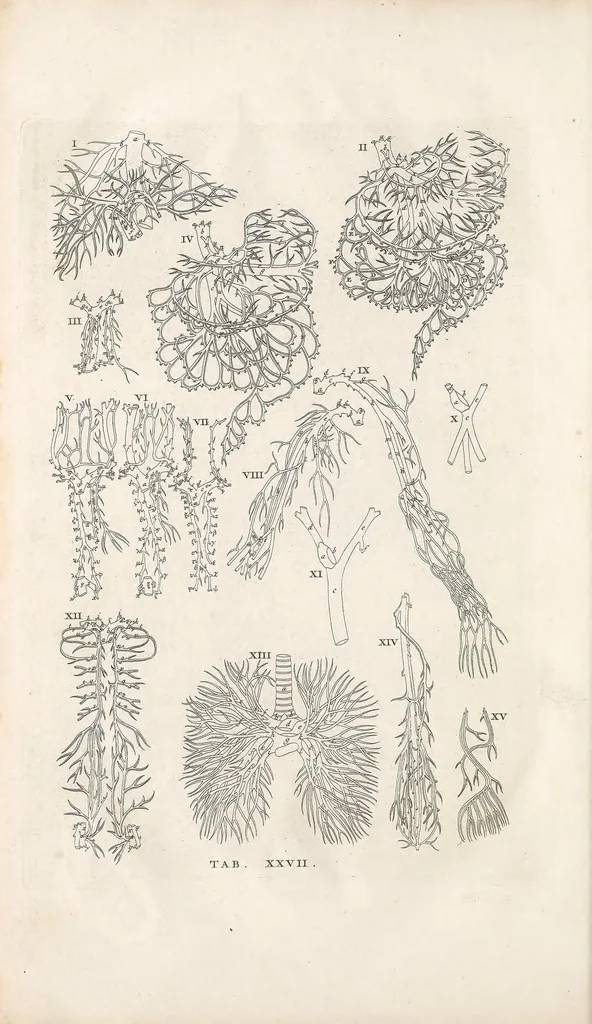 An illustration from Bernardi Siegfried Albini ... Explicatio tabularum anatomicarum Bartholomaei Eustachii ... Accedit tabularum editio nova, 1744, leaf 264