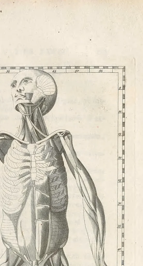 An illustration from Bernardi Siegfried Albini ... Explicatio tabularum anatomicarum Bartholomaei Eustachii ... Accedit tabularum editio nova, 1744, leaf 303