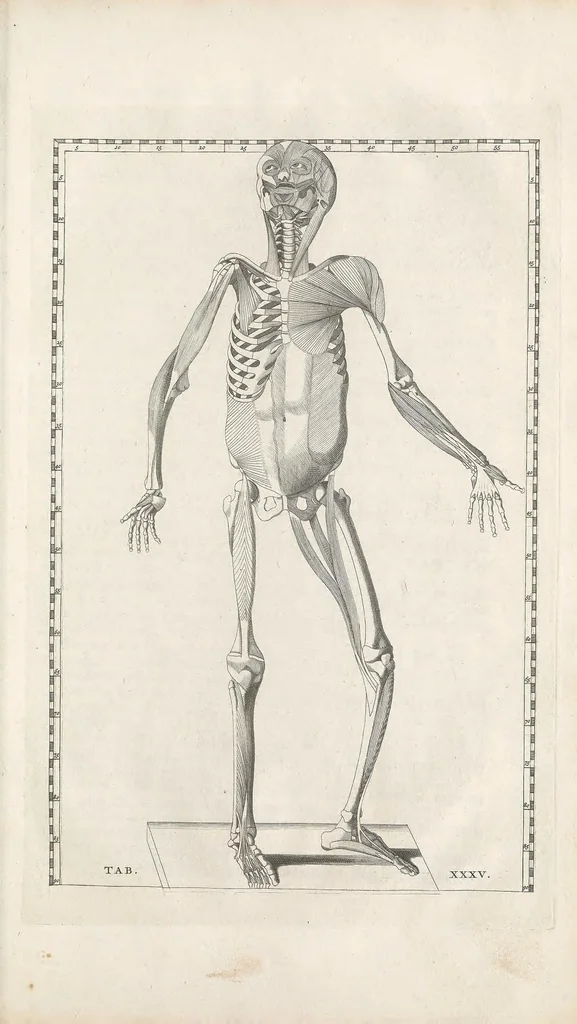 An illustration from Bernardi Siegfried Albini ... Explicatio tabularum anatomicarum Bartholomaei Eustachii ... Accedit tabularum editio nova, 1744, leaf 319