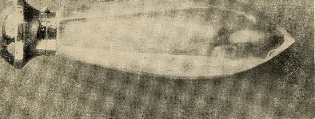 An illustration from Bernstein, 1920, leaf 144