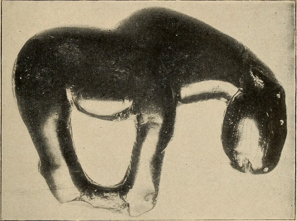 An illustration from Bernstein, 1920, leaf 24