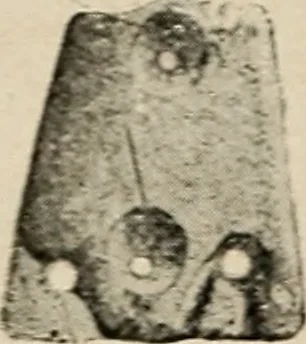 An illustration from Bernstein, 1920, leaf 25