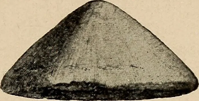 An illustration from Bernstein, 1920, leaf 26