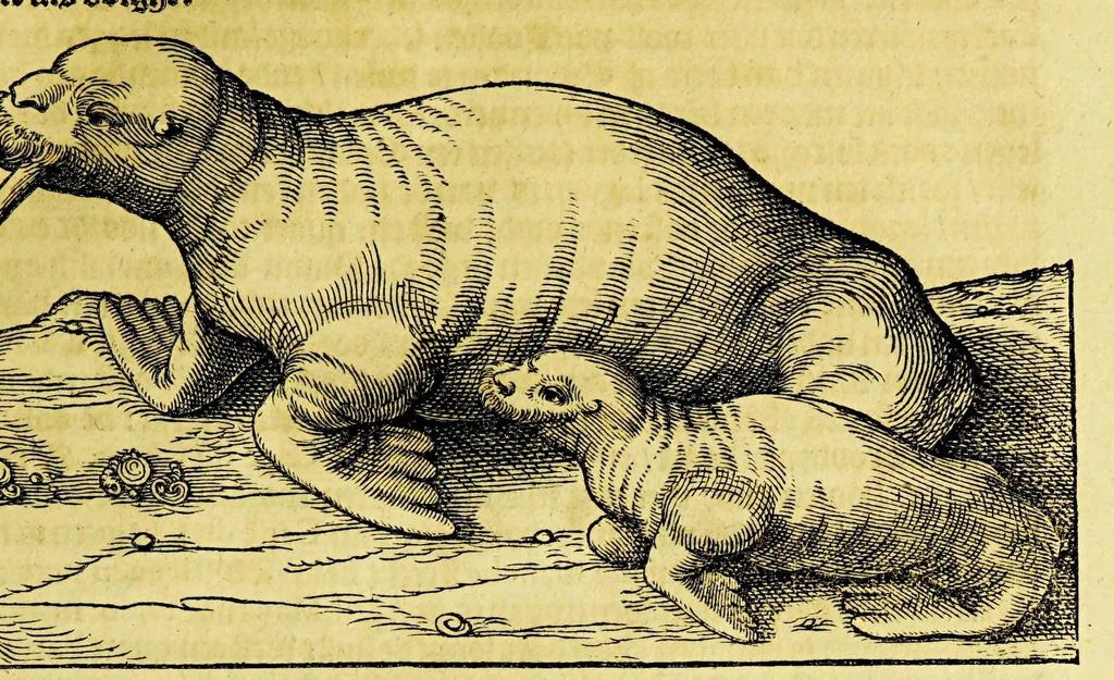 An illustration from Beschrijvinghe van West-Indien, 1630, leaf 101