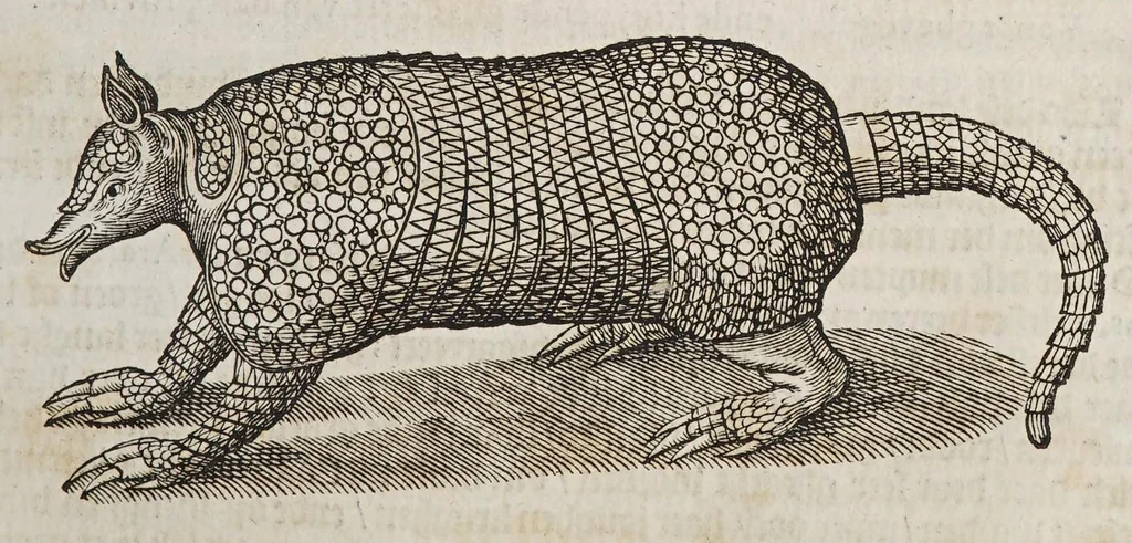 An illustration from Beschrijvinghe van West-Indien, 1630, leaf 561