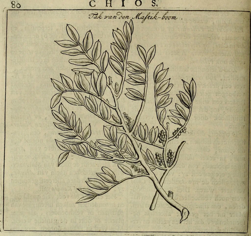 An illustration from Naukeurige beschryving der eilanden, in de archipel der Middelantsche zee, en ontrent dezelve, gelegen : waer onder de voornaemste Cyprus, Rhodus, Kandien, Samos, Scio, Negroponte, Lemnos, Paros, Delos, Patmos, en andere in groten getale, behelzende der zelver benamingen, gelegentheden, steden, kastelen, gedenkwaerdige aeloude en hedendaeghse geschiedenissen, bestieringen, veroveringen, gewassen, dieren, &c. : verrijkt met zee- en eilant-kaerten, en afbeeldingen van steden, dieren, gewassen &c., 1688, leaf 279