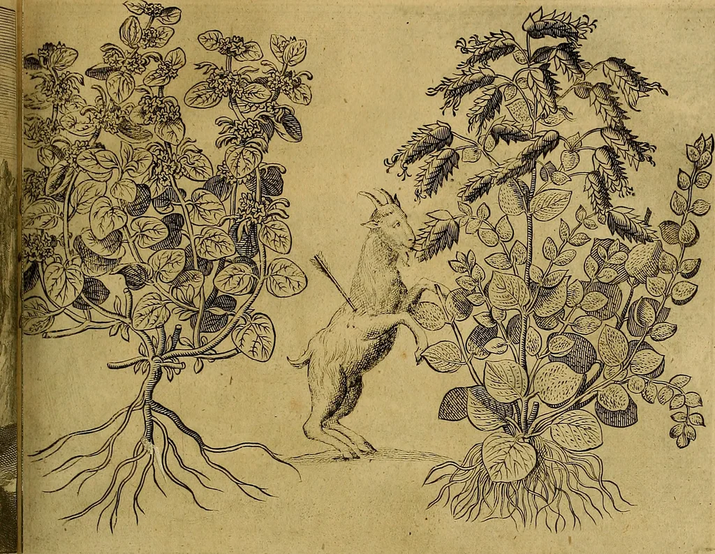 An illustration from Naukeurige beschryving der eilanden, in de archipel der Middelantsche zee, en ontrent dezelve, gelegen : waer onder de voornaemste Cyprus, Rhodus, Kandien, Samos, Scio, Negroponte, Lemnos, Paros, Delos, Patmos, en andere in groten getale, behelzende der zelver benamingen, gelegentheden, steden, kastelen, gedenkwaerdige aeloude en hedendaeghse geschiedenissen, bestieringen, veroveringen, gewassen, dieren, &c. : verrijkt met zee- en eilant-kaerten, en afbeeldingen van steden, dieren, gewassen &c., 1688, leaf 560