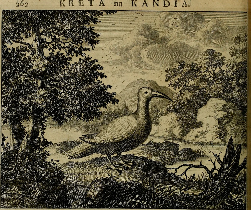 An illustration from Naukeurige beschryving der eilanden, in de archipel der Middelantsche zee, en ontrent dezelve, gelegen : waer onder de voornaemste Cyprus, Rhodus, Kandien, Samos, Scio, Negroponte, Lemnos, Paros, Delos, Patmos, en andere in groten getale, behelzende der zelver benamingen, gelegentheden, steden, kastelen, gedenkwaerdige aeloude en hedendaeghse geschiedenissen, bestieringen, veroveringen, gewassen, dieren, &c. : verrijkt met zee- en eilant-kaerten, en afbeeldingen van steden, dieren, gewassen &c., 1688, leaf 561