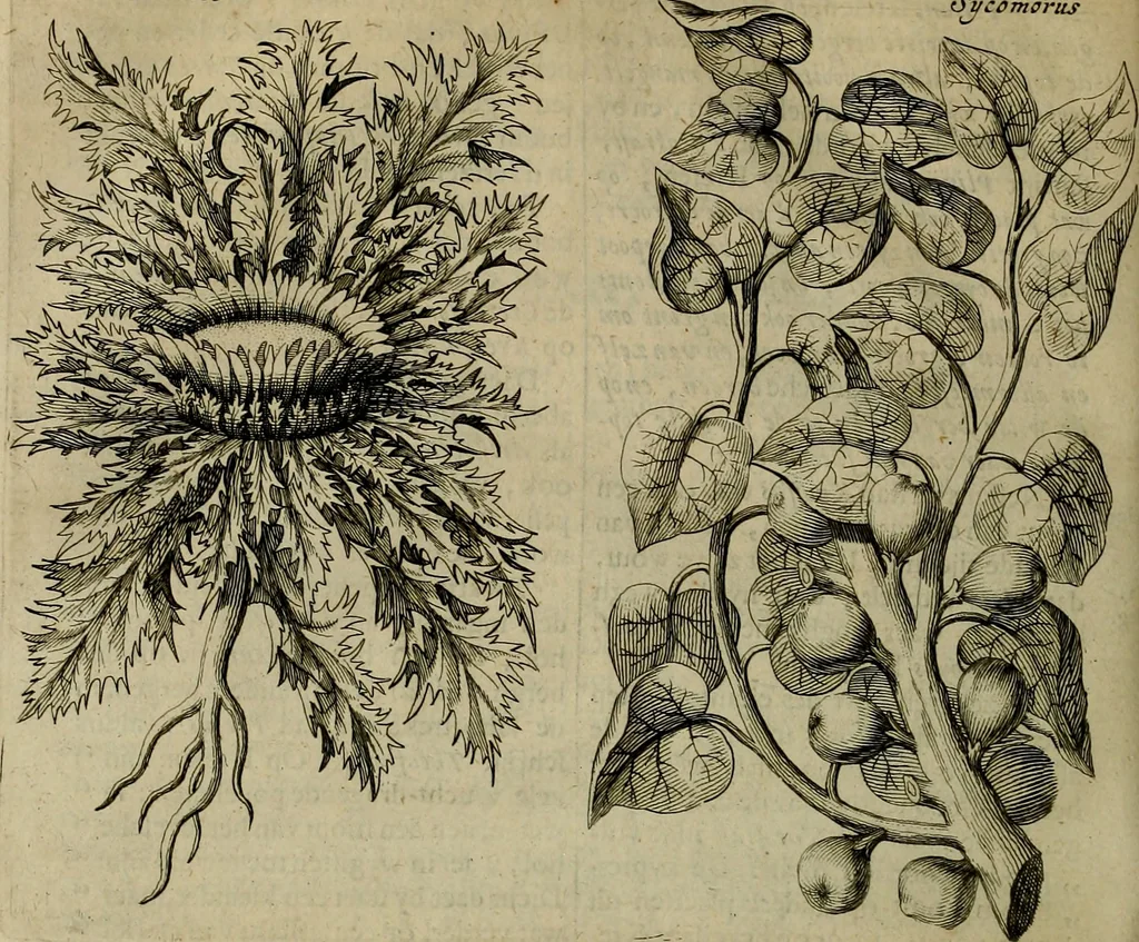An illustration from Naukeurige beschryving der eilanden, in de archipel der Middelantsche zee, en ontrent dezelve, gelegen : waer onder de voornaemste Cyprus, Rhodus, Kandien, Samos, Scio, Negroponte, Lemnos, Paros, Delos, Patmos, en andere in groten getale, behelzende der zelver benamingen, gelegentheden, steden, kastelen, gedenkwaerdige aeloude en hedendaeghse geschiedenissen, bestieringen, veroveringen, gewassen, dieren, &c. : verrijkt met zee- en eilant-kaerten, en afbeeldingen van steden, dieren, gewassen &c., 1688, leaf 569