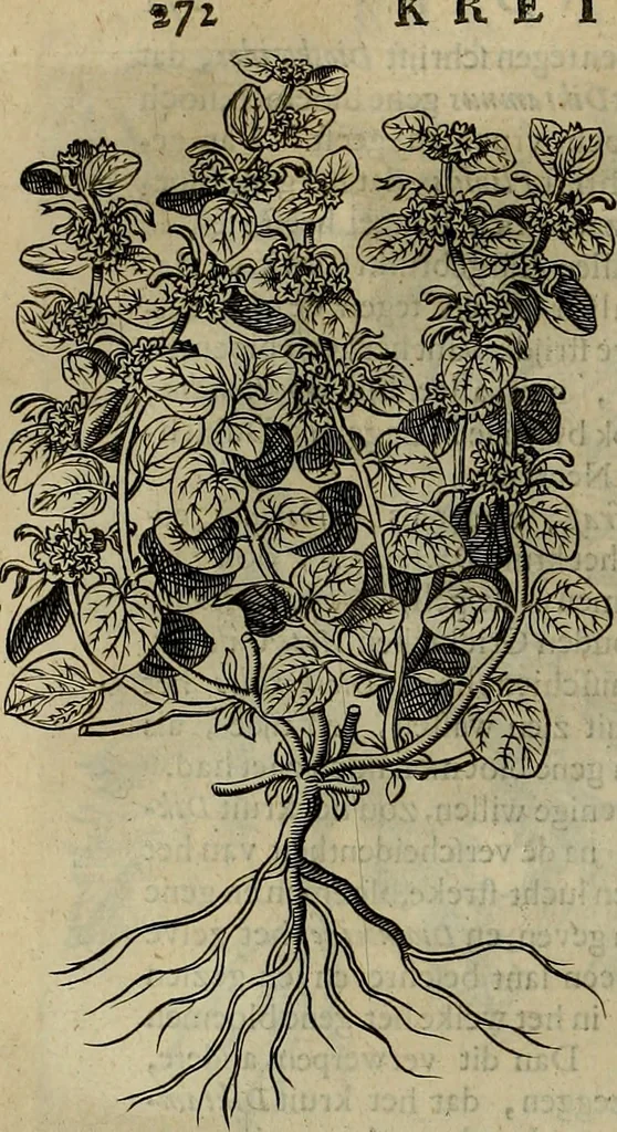An illustration from Naukeurige beschryving der eilanden, in de archipel der Middelantsche zee, en ontrent dezelve, gelegen : waer onder de voornaemste Cyprus, Rhodus, Kandien, Samos, Scio, Negroponte, Lemnos, Paros, Delos, Patmos, en andere in groten getale, behelzende der zelver benamingen, gelegentheden, steden, kastelen, gedenkwaerdige aeloude en hedendaeghse geschiedenissen, bestieringen, veroveringen, gewassen, dieren, &c. : verrijkt met zee- en eilant-kaerten, en afbeeldingen van steden, dieren, gewassen &c., 1688, leaf 571