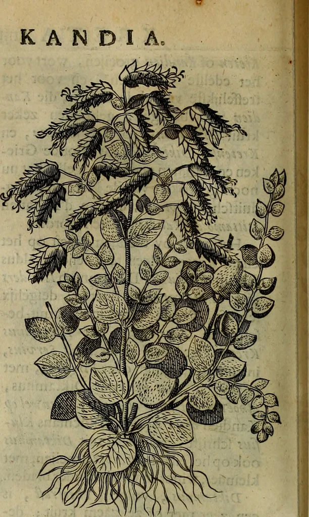 An illustration from Naukeurige beschryving der eilanden, in de archipel der Middelantsche zee, en ontrent dezelve, gelegen : waer onder de voornaemste Cyprus, Rhodus, Kandien, Samos, Scio, Negroponte, Lemnos, Paros, Delos, Patmos, en andere in groten getale, behelzende der zelver benamingen, gelegentheden, steden, kastelen, gedenkwaerdige aeloude en hedendaeghse geschiedenissen, bestieringen, veroveringen, gewassen, dieren, &c. : verrijkt met zee- en eilant-kaerten, en afbeeldingen van steden, dieren, gewassen &c., 1688, leaf 571