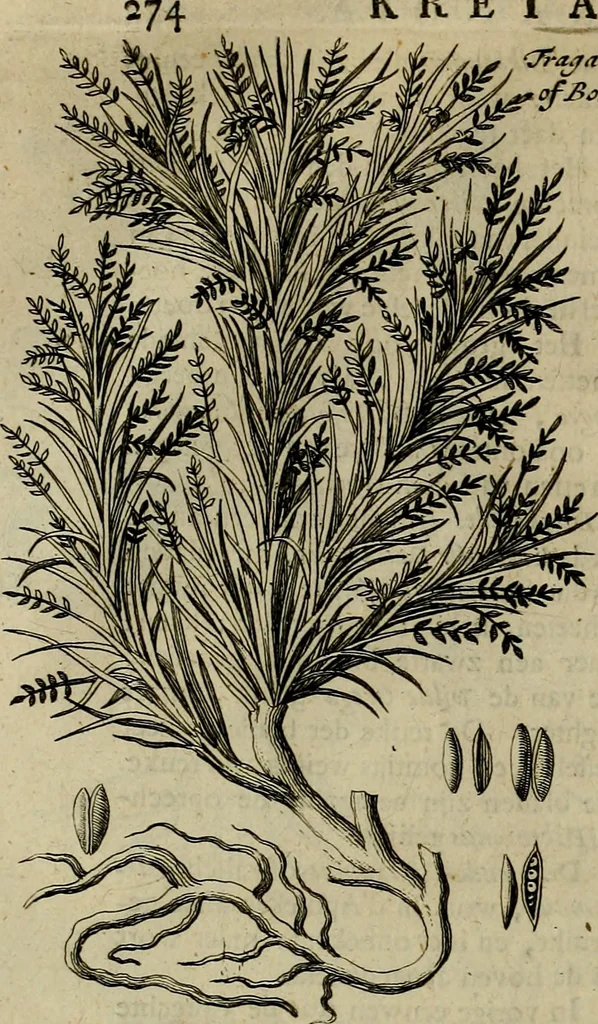 An illustration from Naukeurige beschryving der eilanden, in de archipel der Middelantsche zee, en ontrent dezelve, gelegen : waer onder de voornaemste Cyprus, Rhodus, Kandien, Samos, Scio, Negroponte, Lemnos, Paros, Delos, Patmos, en andere in groten getale, behelzende der zelver benamingen, gelegentheden, steden, kastelen, gedenkwaerdige aeloude en hedendaeghse geschiedenissen, bestieringen, veroveringen, gewassen, dieren, &c. : verrijkt met zee- en eilant-kaerten, en afbeeldingen van steden, dieren, gewassen &c., 1688, leaf 573
