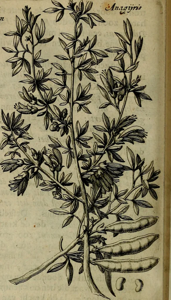 An illustration from Naukeurige beschryving der eilanden, in de archipel der Middelantsche zee, en ontrent dezelve, gelegen : waer onder de voornaemste Cyprus, Rhodus, Kandien, Samos, Scio, Negroponte, Lemnos, Paros, Delos, Patmos, en andere in groten getale, behelzende der zelver benamingen, gelegentheden, steden, kastelen, gedenkwaerdige aeloude en hedendaeghse geschiedenissen, bestieringen, veroveringen, gewassen, dieren, &c. : verrijkt met zee- en eilant-kaerten, en afbeeldingen van steden, dieren, gewassen &c., 1688, leaf 573