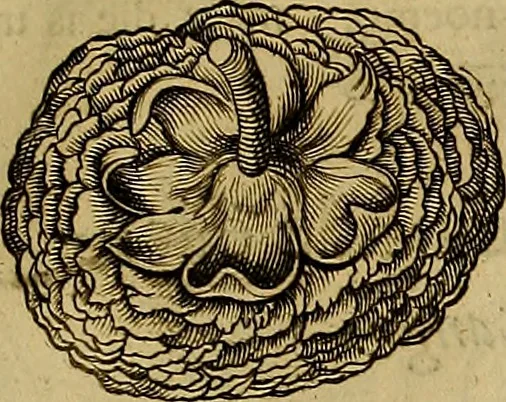 An illustration from Naukeurige beschryving der eilanden, in de archipel der Middelantsche zee, en ontrent dezelve, gelegen : waer onder de voornaemste Cyprus, Rhodus, Kandien, Samos, Scio, Negroponte, Lemnos, Paros, Delos, Patmos, en andere in groten getale, behelzende der zelver benamingen, gelegentheden, steden, kastelen, gedenkwaerdige aeloude en hedendaeghse geschiedenissen, bestieringen, veroveringen, gewassen, dieren, &c. : verrijkt met zee- en eilant-kaerten, en afbeeldingen van steden, dieren, gewassen &c., 1688, leaf 598
