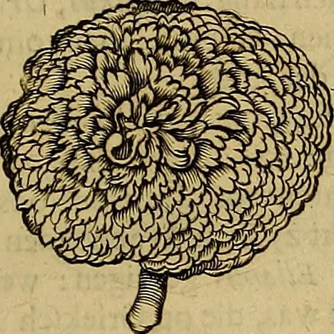An illustration from Naukeurige beschryving der eilanden, in de archipel der Middelantsche zee, en ontrent dezelve, gelegen : waer onder de voornaemste Cyprus, Rhodus, Kandien, Samos, Scio, Negroponte, Lemnos, Paros, Delos, Patmos, en andere in groten getale, behelzende der zelver benamingen, gelegentheden, steden, kastelen, gedenkwaerdige aeloude en hedendaeghse geschiedenissen, bestieringen, veroveringen, gewassen, dieren, &c. : verrijkt met zee- en eilant-kaerten, en afbeeldingen van steden, dieren, gewassen &c., 1688, leaf 598