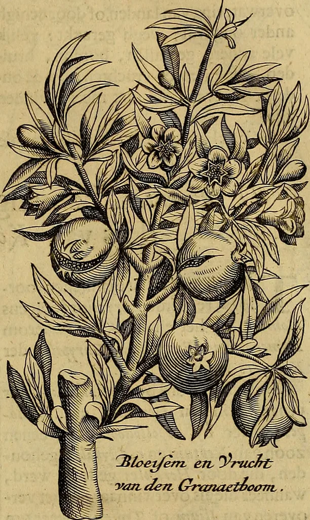 An illustration from Naukeurige beschryving der eilanden, in de archipel der Middelantsche zee, en ontrent dezelve, gelegen : waer onder de voornaemste Cyprus, Rhodus, Kandien, Samos, Scio, Negroponte, Lemnos, Paros, Delos, Patmos, en andere in groten getale, behelzende der zelver benamingen, gelegentheden, steden, kastelen, gedenkwaerdige aeloude en hedendaeghse geschiedenissen, bestieringen, veroveringen, gewassen, dieren, &c. : verrijkt met zee- en eilant-kaerten, en afbeeldingen van steden, dieren, gewassen &c., 1688, leaf 598