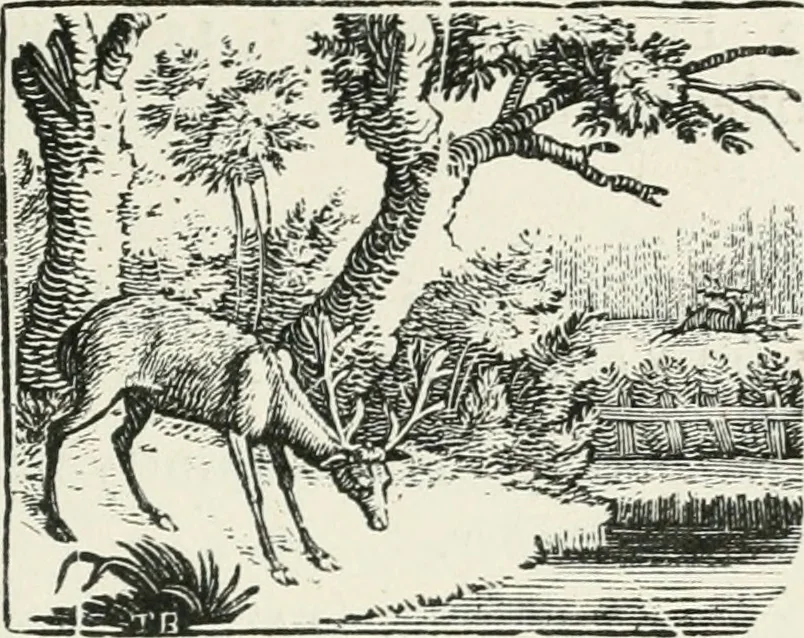 An illustration from The Bewick collector. A descriptive catalogue of the works of Thomas and John Bewick; including cuts, in various states, for books and pamphlets, private gentlemen, public companies, exhibitions, races, newspapers, shop cards, invoice heads, bar bills, coal certificates, broadsides, and other miscellaneous purposes, and wood blocks. With an appendix of portraits, autographs, works of pupils, &c. &c. The whole described from the originals contained in the largest and most perfect collection ever formed, and illustrated with a hundred and twelve cuts, 1866, leaf 300