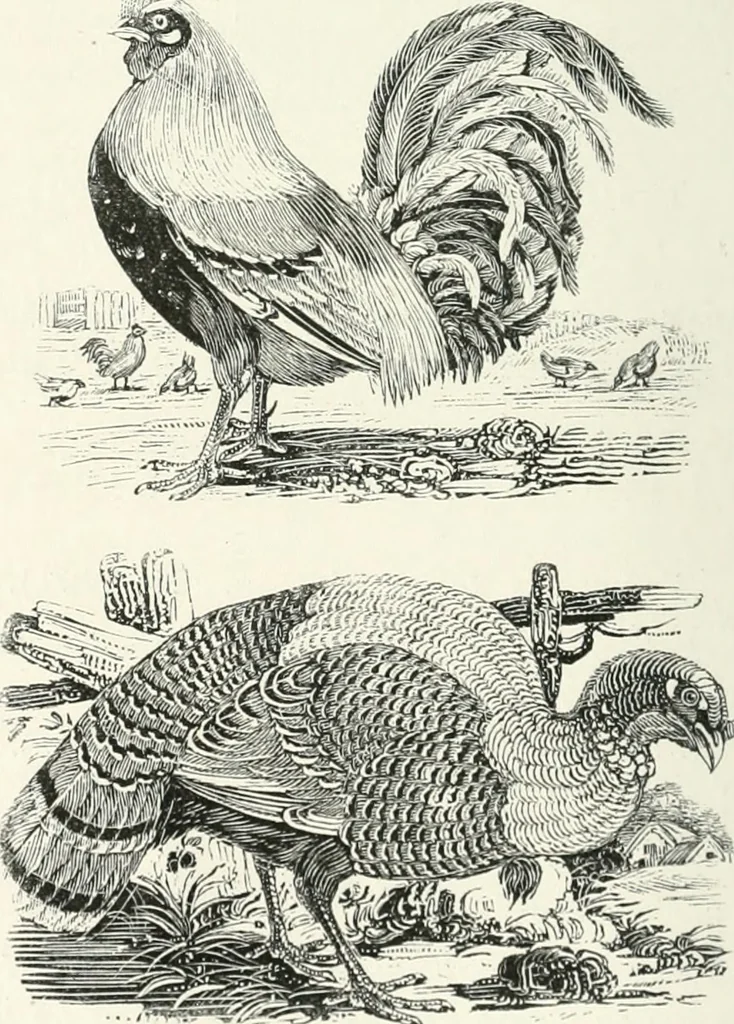 An illustration from The Bewick collector. A descriptive catalogue of the works of Thomas and John Bewick; including cuts, in various states, for books and pamphlets, private gentlemen, public companies, exhibitions, races, newspapers, shop cards, invoice heads, bar bills, coal certificates, broadsides, and other miscellaneous purposes, and wood blocks. With an appendix of portraits, autographs, works of pupils, &c. &c. The whole described from the originals contained in the largest and most perfect collection ever formed, and illustrated with a hundred and twelve cuts, 1866, leaf 319