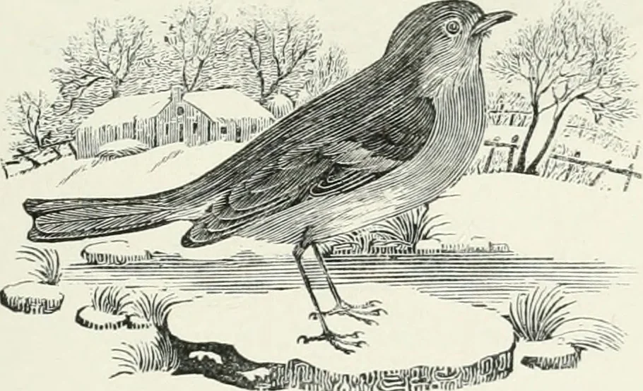 An illustration from The Bewick collector. A descriptive catalogue of the works of Thomas and John Bewick; including cuts, in various states, for books and pamphlets, private gentlemen, public companies, exhibitions, races, newspapers, shop cards, invoice heads, bar bills, coal certificates, broadsides, and other miscellaneous purposes, and wood blocks. With an appendix of portraits, autographs, works of pupils, &c. &c. The whole described from the originals contained in the largest and most perfect collection ever formed, and illustrated with a hundred and twelve cuts, 1866, leaf 486