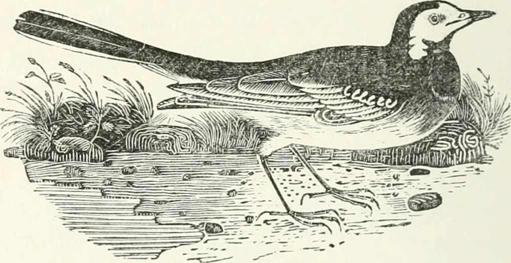 An illustration from The Bewick collector. A descriptive catalogue of the works of Thomas and John Bewick; including cuts, in various states, for books and pamphlets, private gentlemen, public companies, exhibitions, races, newspapers, shop cards, invoice heads, bar bills, coal certificates, broadsides, and other miscellaneous purposes, and wood blocks. With an appendix of portraits, autographs, works of pupils, &c. &c. The whole described from the originals contained in the largest and most perfect collection ever formed, and illustrated with a hundred and twelve cuts, 1866, leaf 487