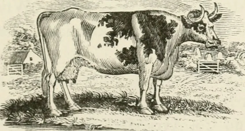 An illustration from The Bewick collector : a supplement to a descriptive catalogue of the works of Thomas and John Bewick : consisting of additions to the various divisions of cuts, wood blocks, etc. ..., 1868, leaf 104